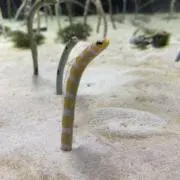 みみみの画像