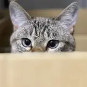 はたぼーの画像