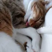 にゃんの画像