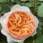 おもち