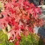 Cherryの画像