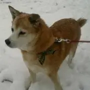 ハナ【プロフ必読！！】の画像