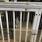 さぶの画像
