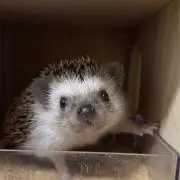 mamaサンの画像