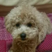 あやぽんの画像