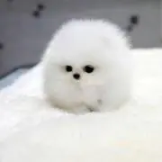 n ໒꒱· ゜の画像