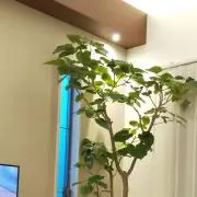 .isg※の画像