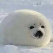 ゆうたまの画像