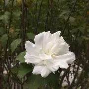 ラーテンの画像