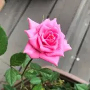 ミニバラの画像