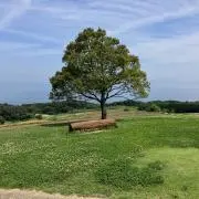 サルサル