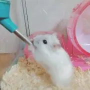 とろろ
