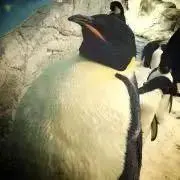 BAMCHの画像