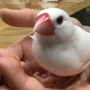 文ちゃんの画像
