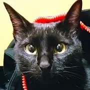 星珠