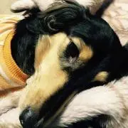 シーちゃん