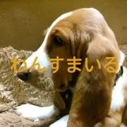 【わんすまいる】ちぃの画像