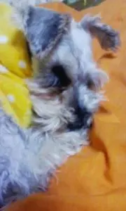 しゅわっちあんさ