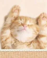ななちぇの画像