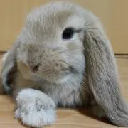 naooochi117の画像