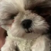 ★★★の画像