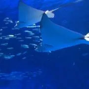 のんこの画像