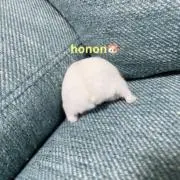 hononの画像