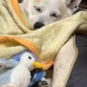 みあの画像