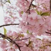 ももたん