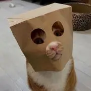ふくろねこ！
