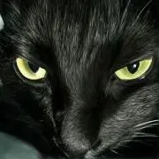 黒猫