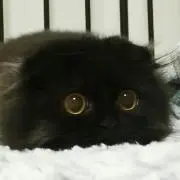 テレサ　プロフ読んでの画像