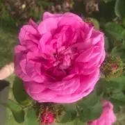 rain^_^プロフ必読くださいませの画像