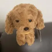 Fudgeyの画像