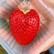 ぽんきちの画像