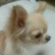 ☆さくら☆の画像