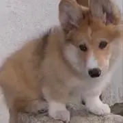 中村