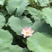 うすたの画像