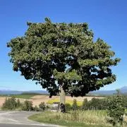 suzuchecchiの画像