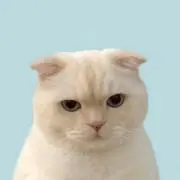 ✧︎の画像