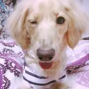 ゆりちゃむの画像