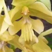 キエビネの画像