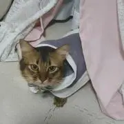 猫ずきん　プロフ見て頂けると嬉しいです。の画像