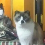 yamuの画像