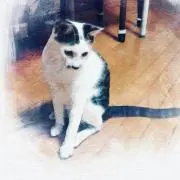 福の画像