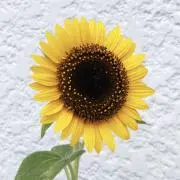 ぴー ⁂の画像