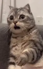 ケーキの画像