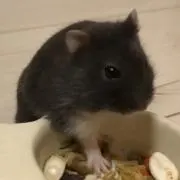 gomanbo