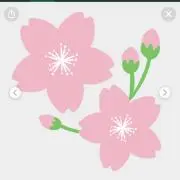 さくら