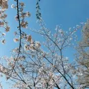mariの画像